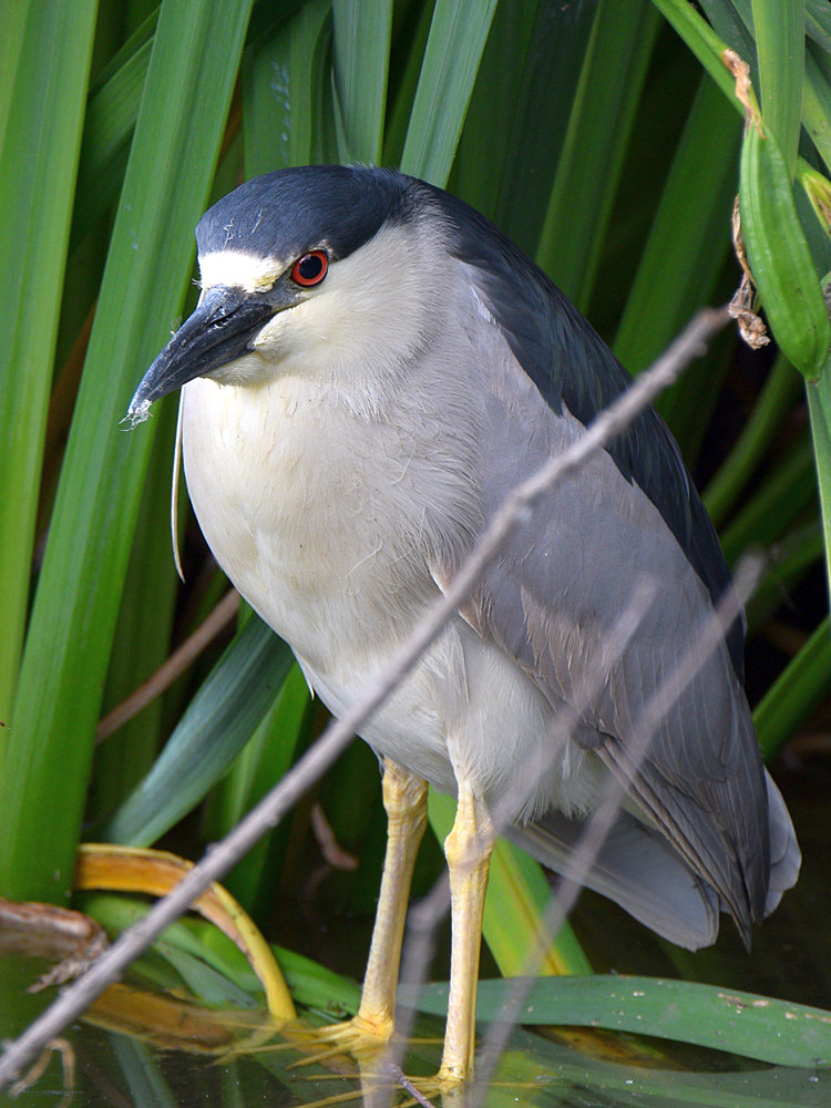 BlackHeron3.jpg