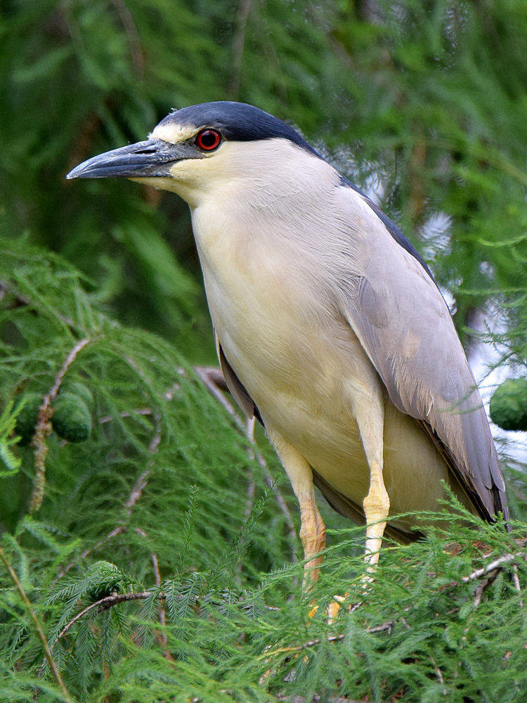 BlackHeron3.jpg