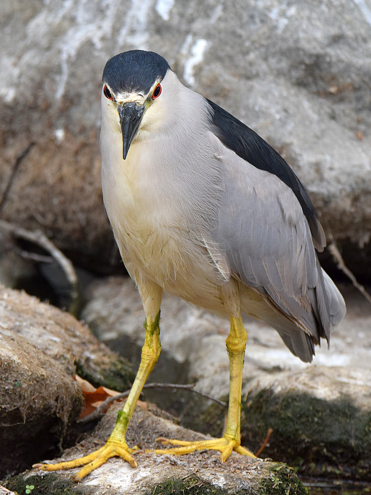 BlackHeron3.jpg