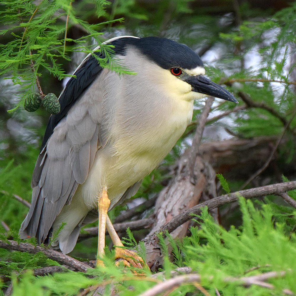 BlackHeron3.jpg