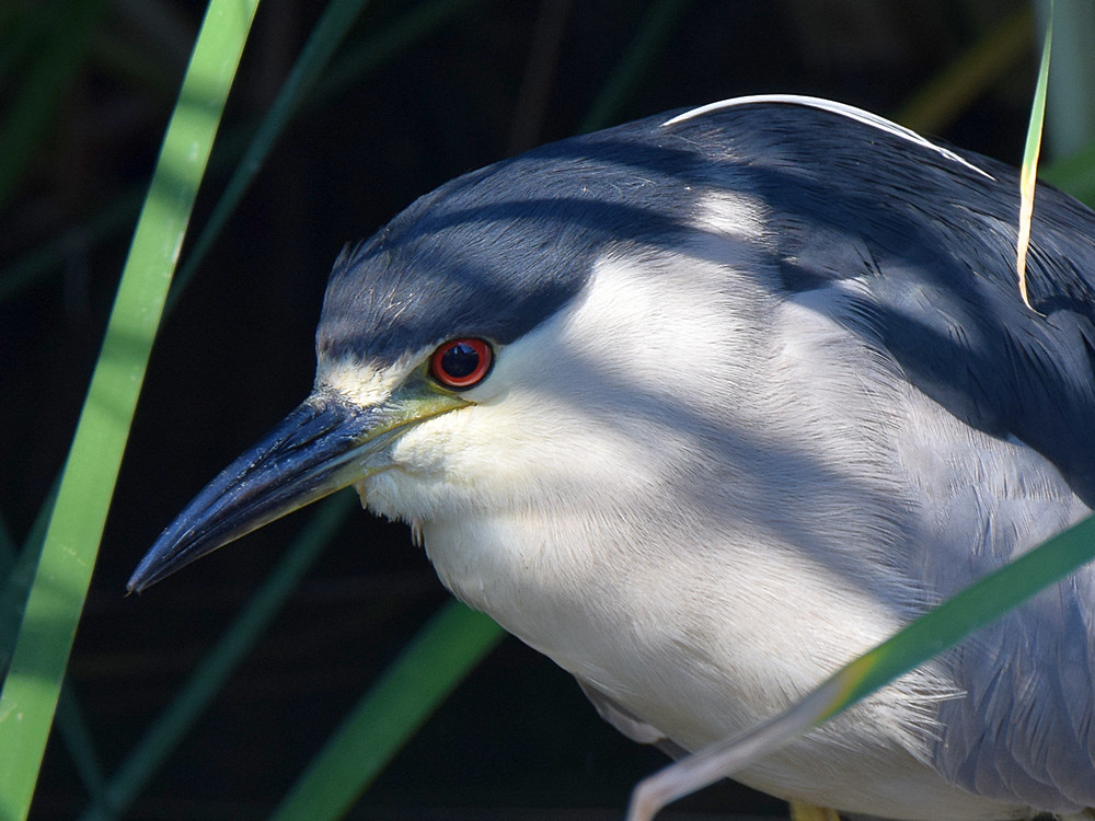 BlackHeron3.jpg