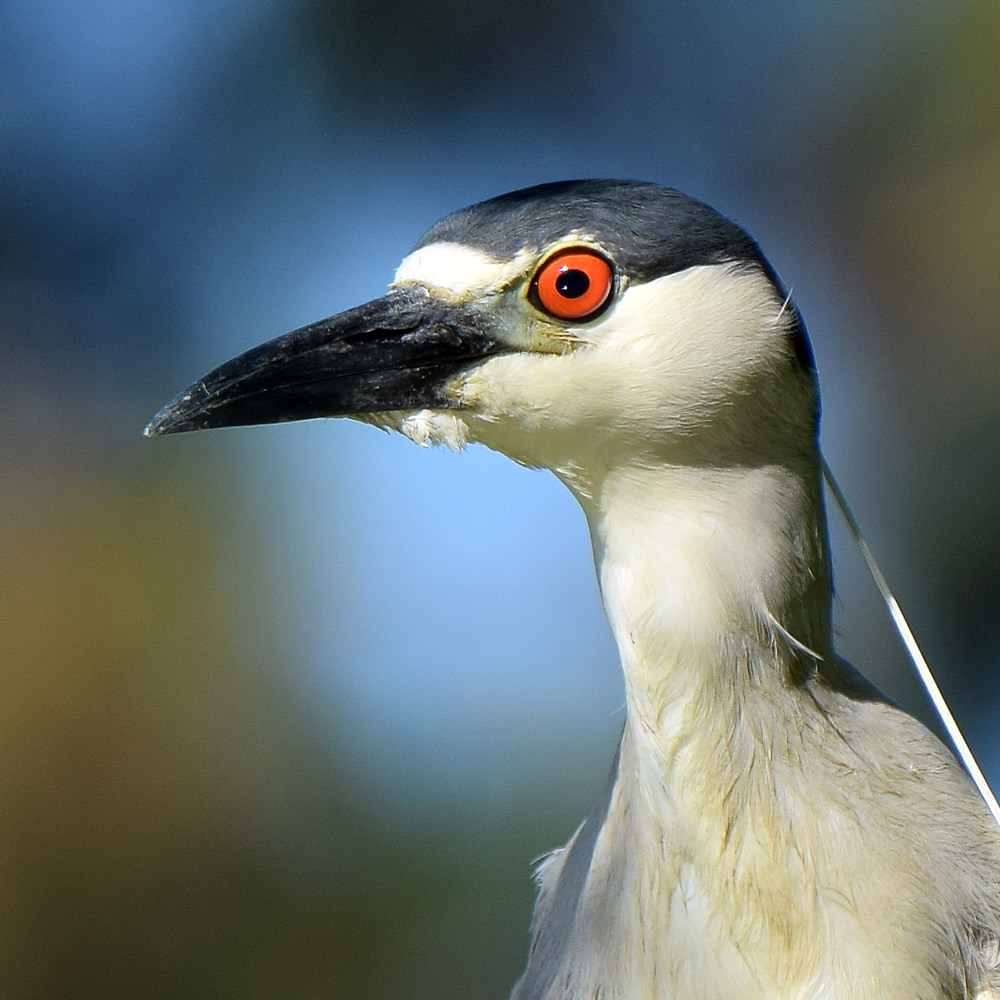 BlackHeron3.jpg