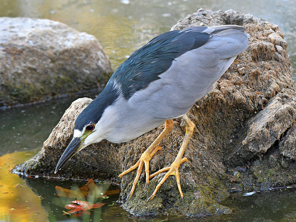 BlackHeron3.jpg