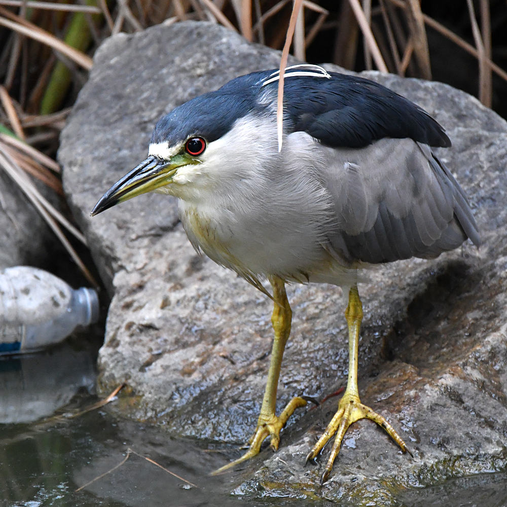 BlackHeron3.jpg