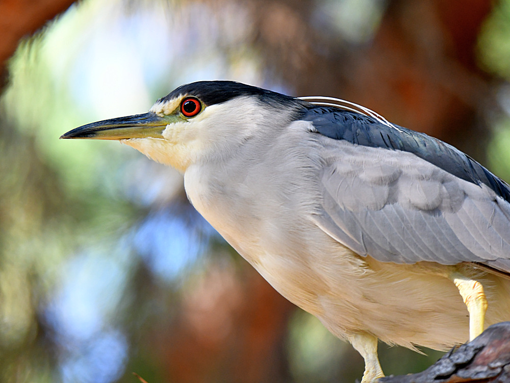 BlackHeron3.jpg