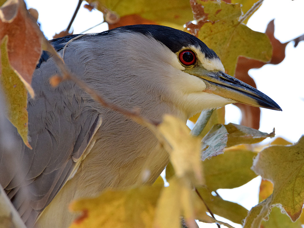 BlackHeron3.jpg