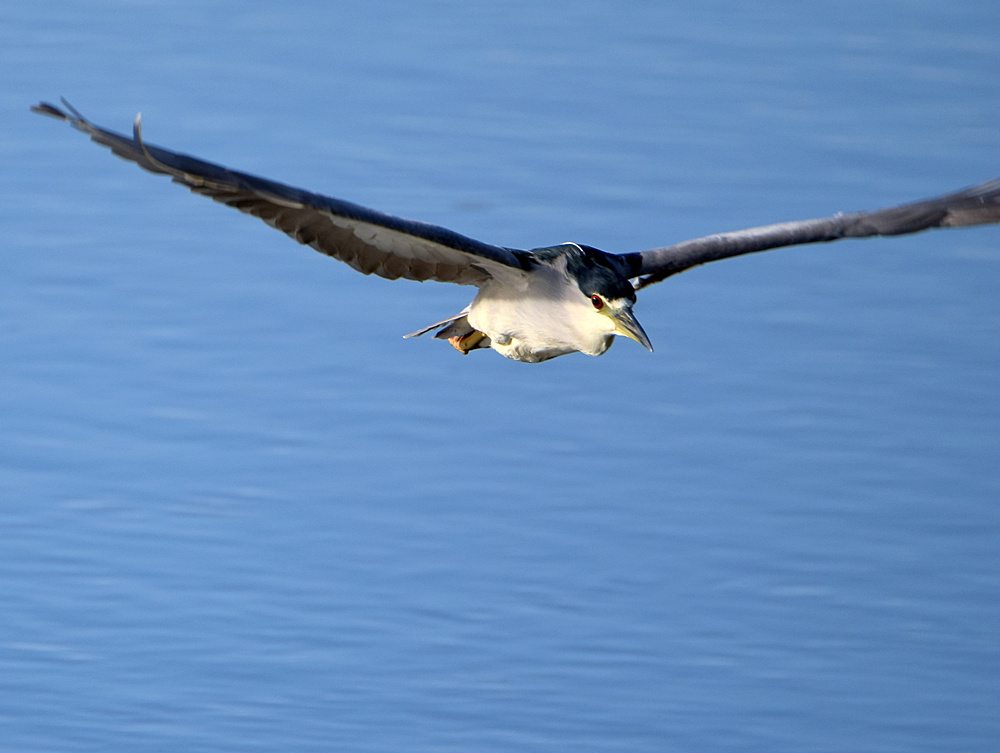 BlackHeron3.jpg