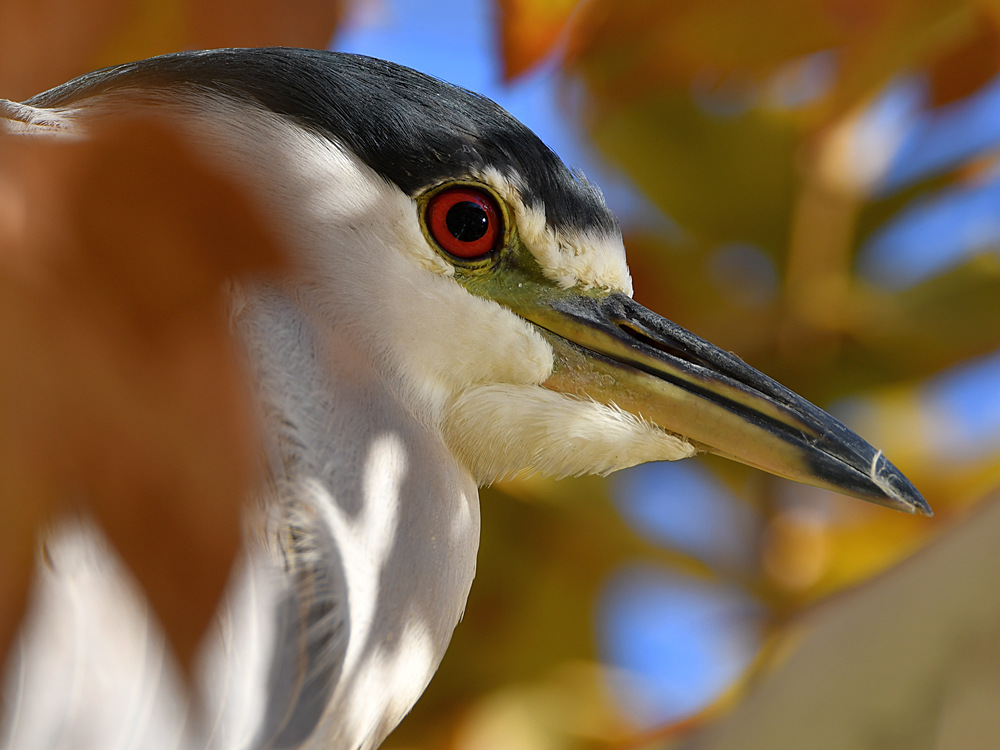 BlackHeron3.jpg