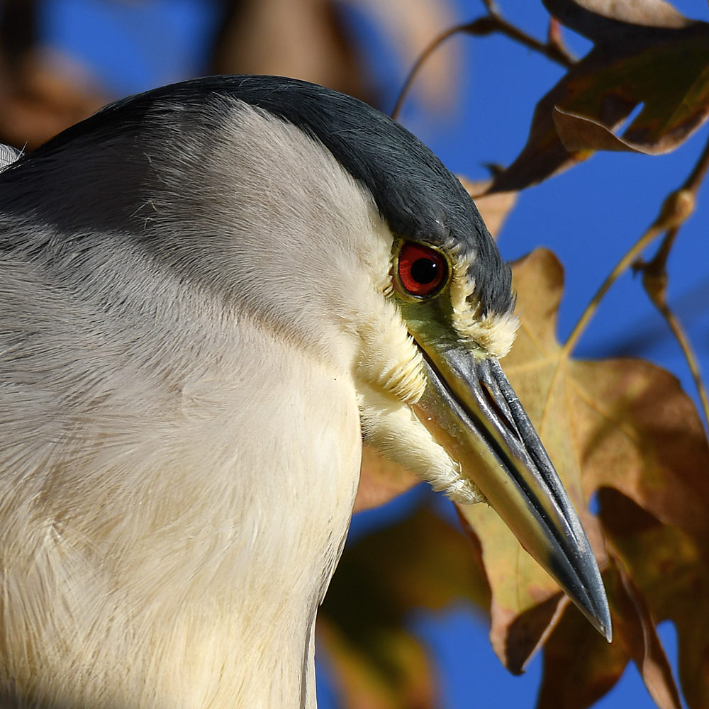 BlackHeron3.jpg