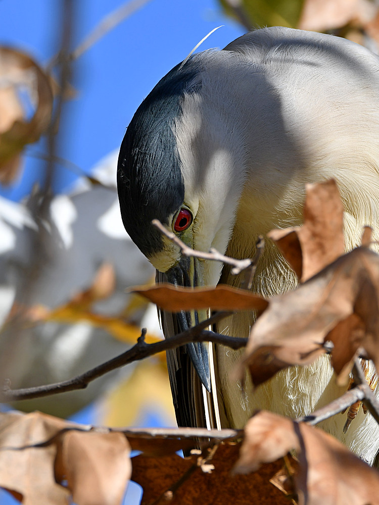 BlackHeron3.jpg