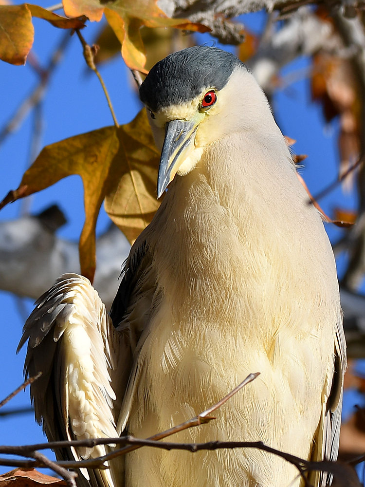 BlackHeron3.jpg