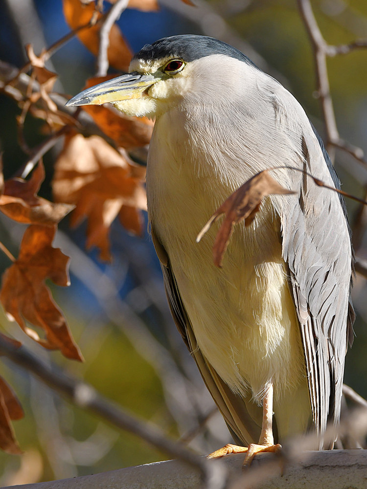BlackHeron3.jpg