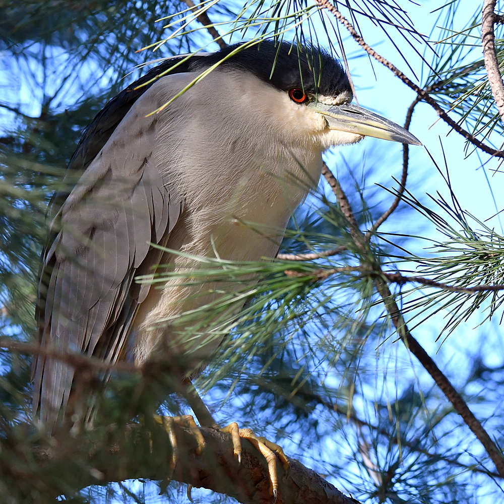 BlackHeron3.jpg