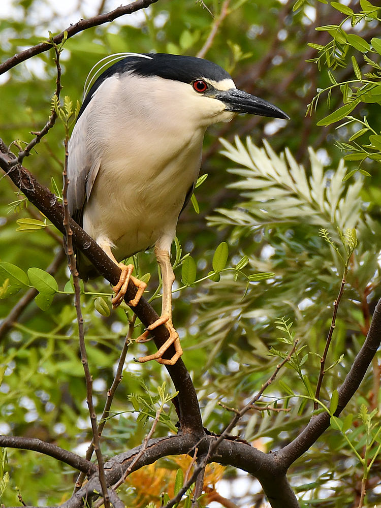 BlackHeron3.jpg