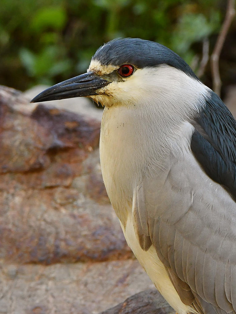 BlackHeron3.jpg