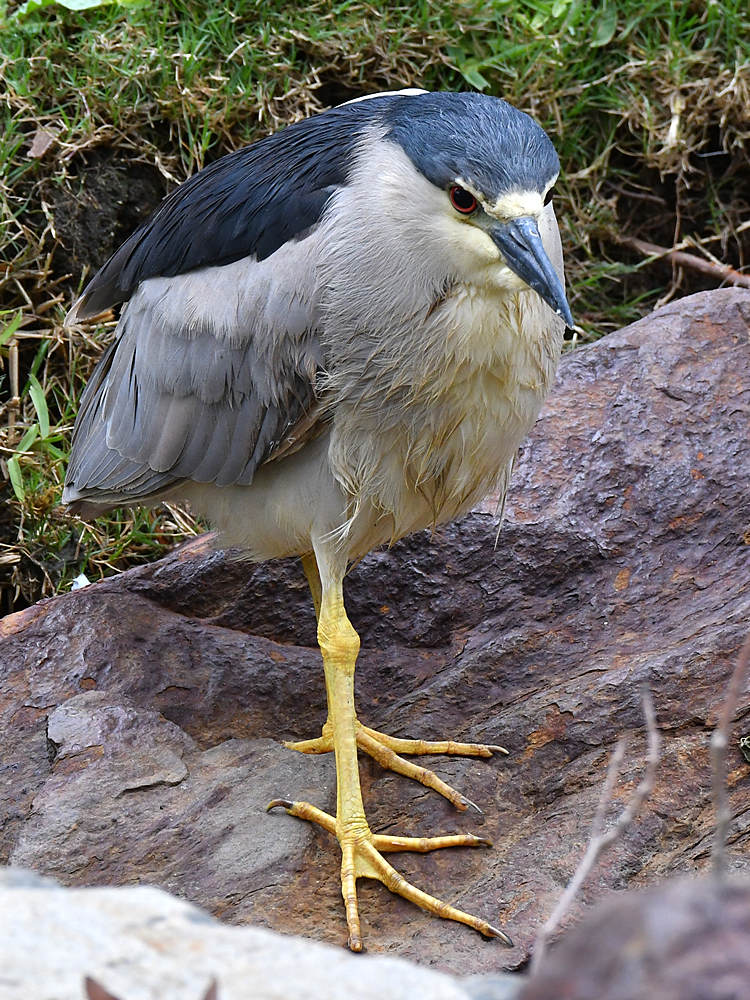 BlackHeron3.jpg