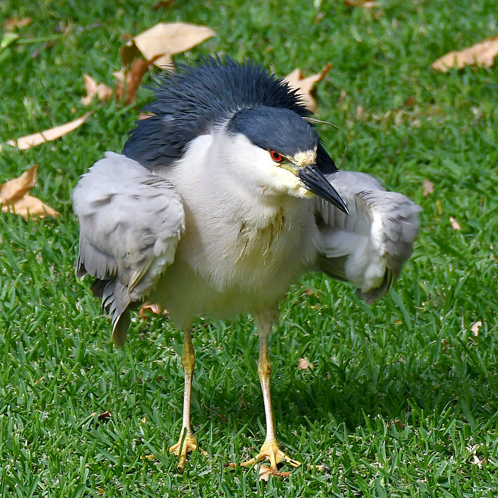 BlackHeron3.jpg