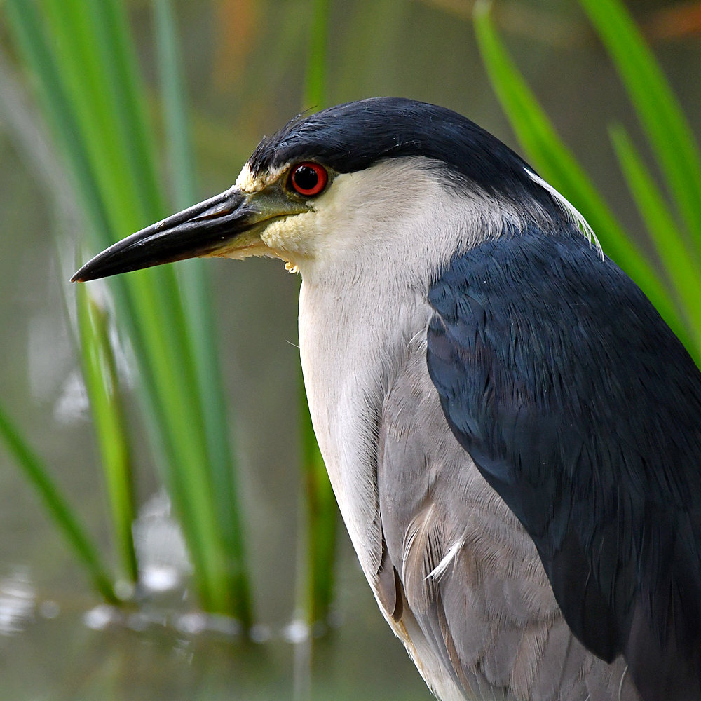 BlackHeron3.jpg