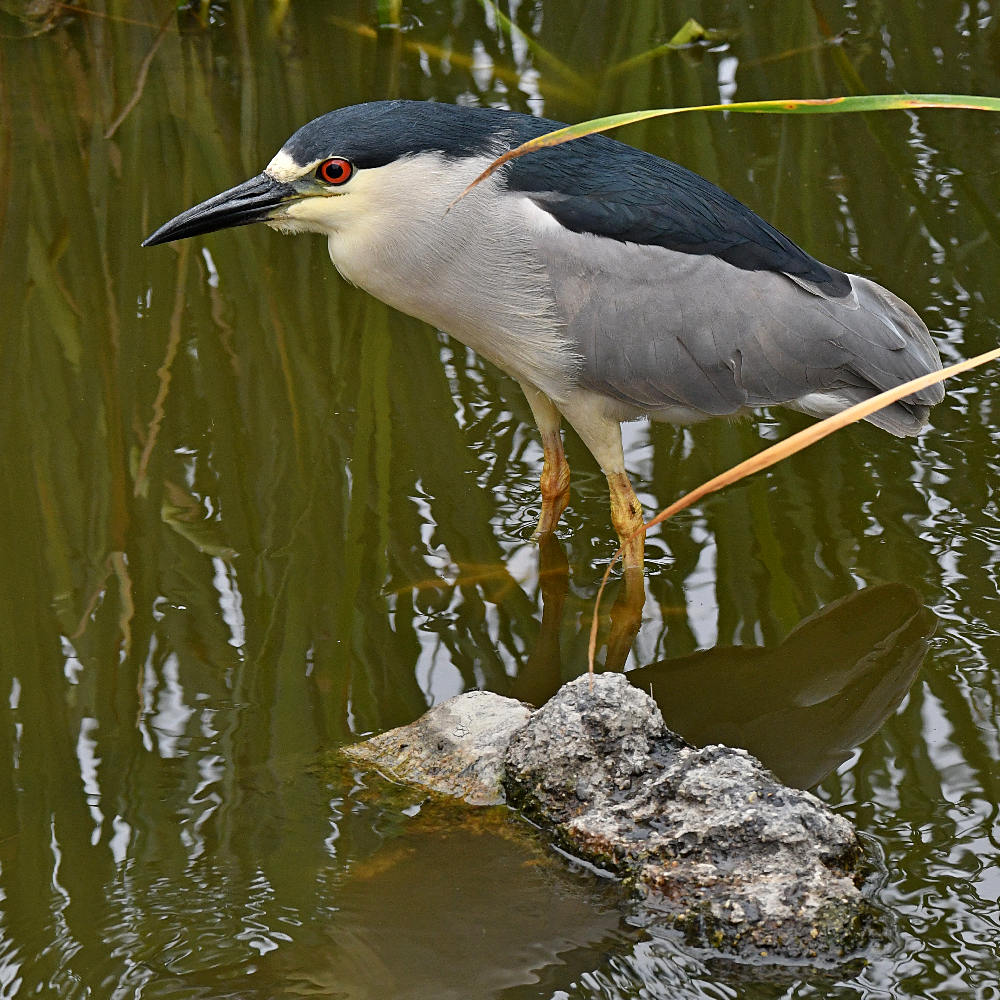 BlackHeron3.jpg