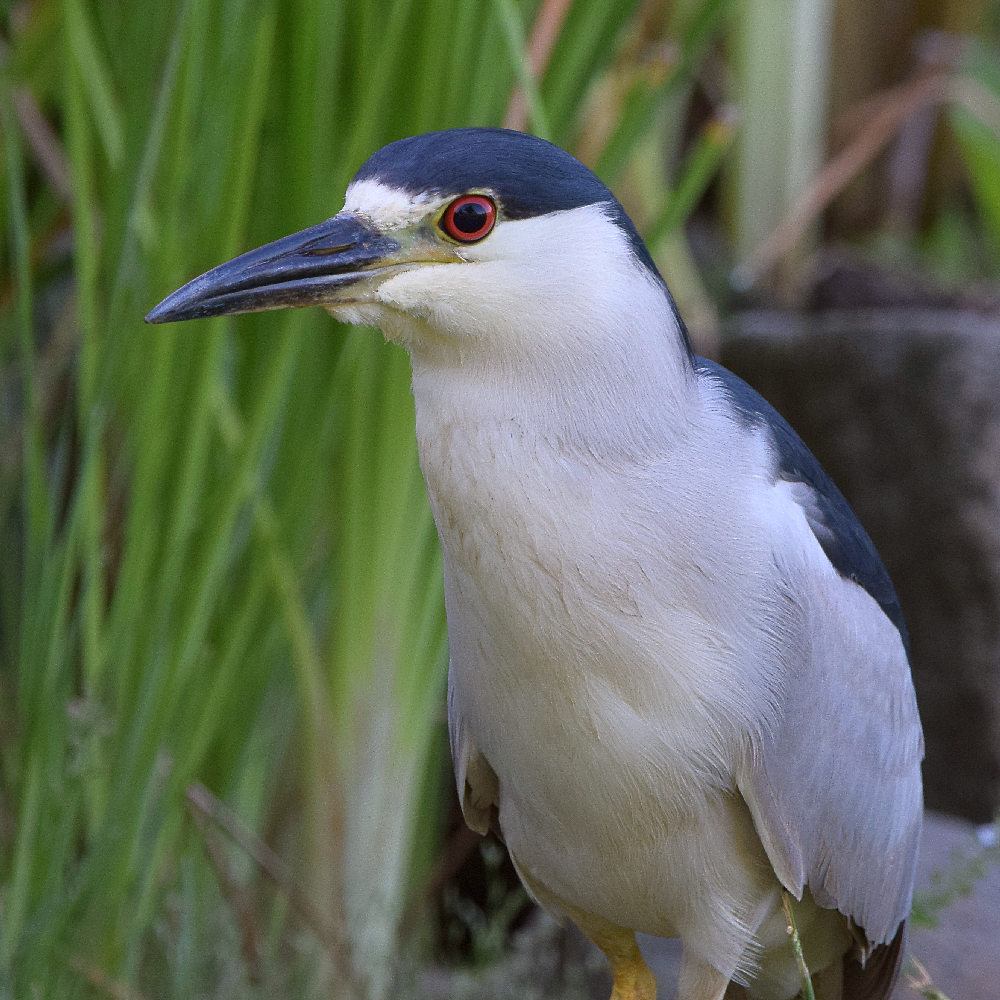 BlackHeron3.jpg