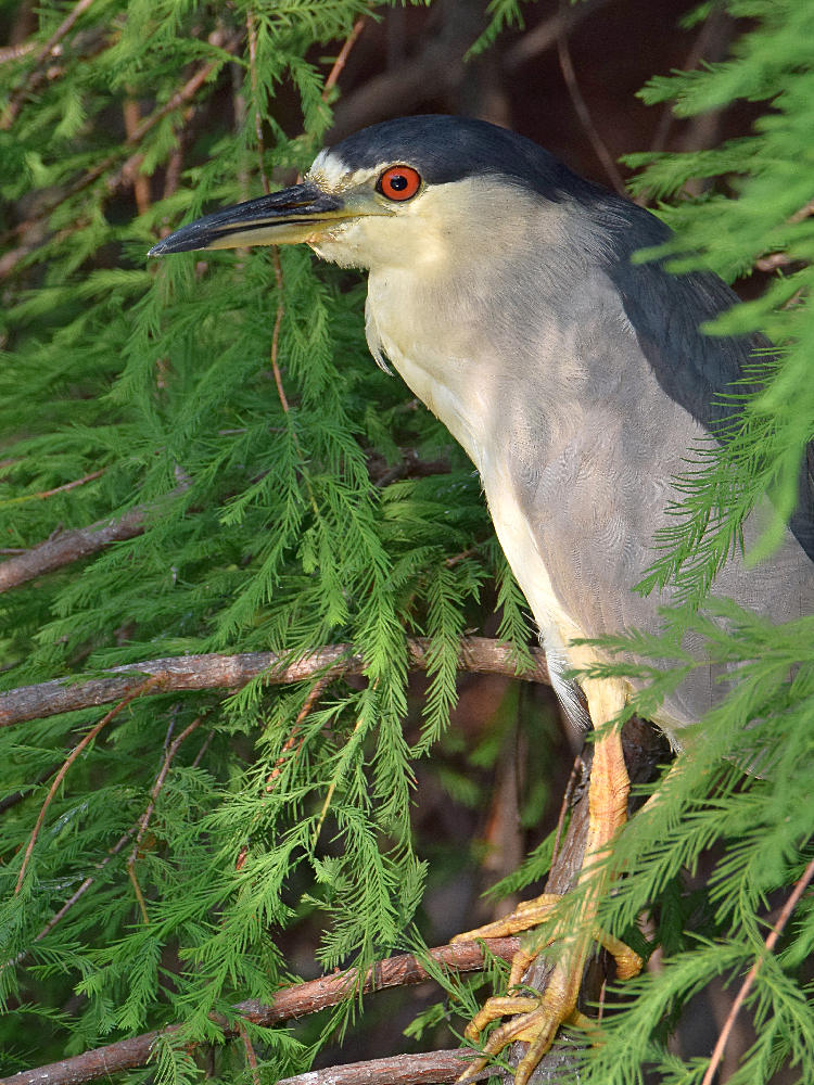 BlackHeron3.jpg