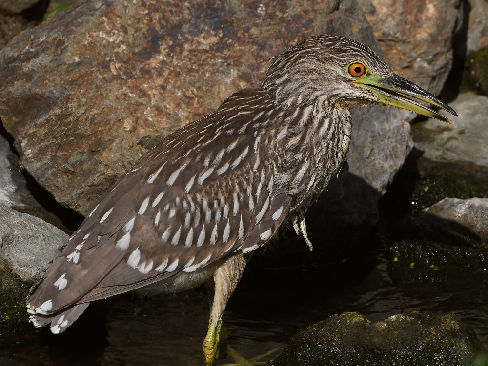 BlackHeron3.jpg