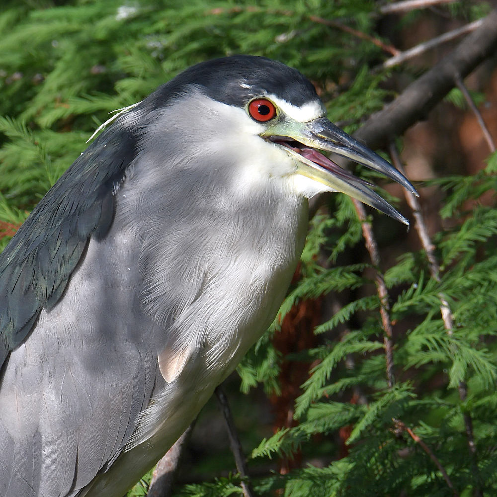 BlackHeron3.jpg