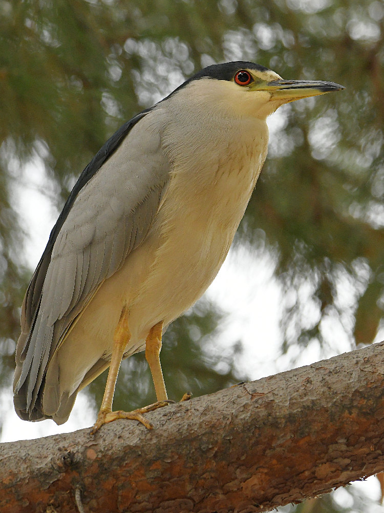 BlackHeron3.jpg