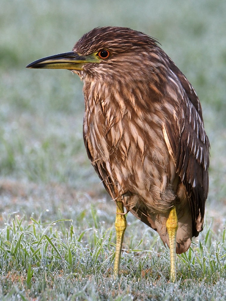 BlackHeron3.jpg