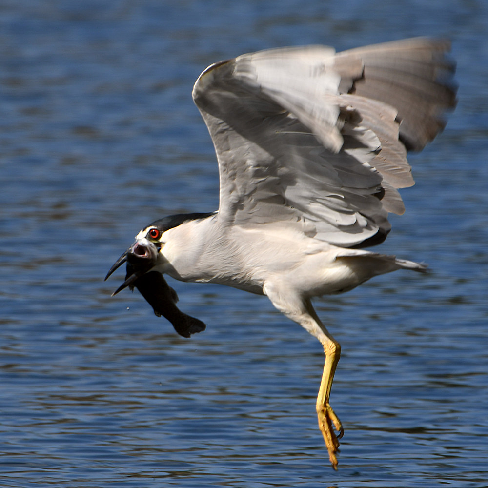 BlackHeron3.jpg