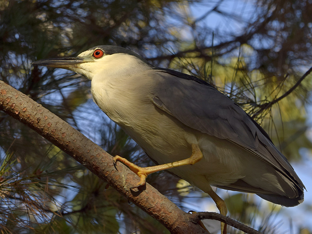 BlackHeron3.jpg