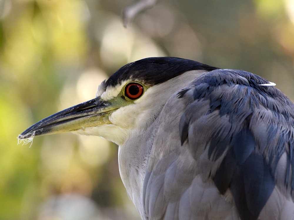 BlackHeron3.jpg