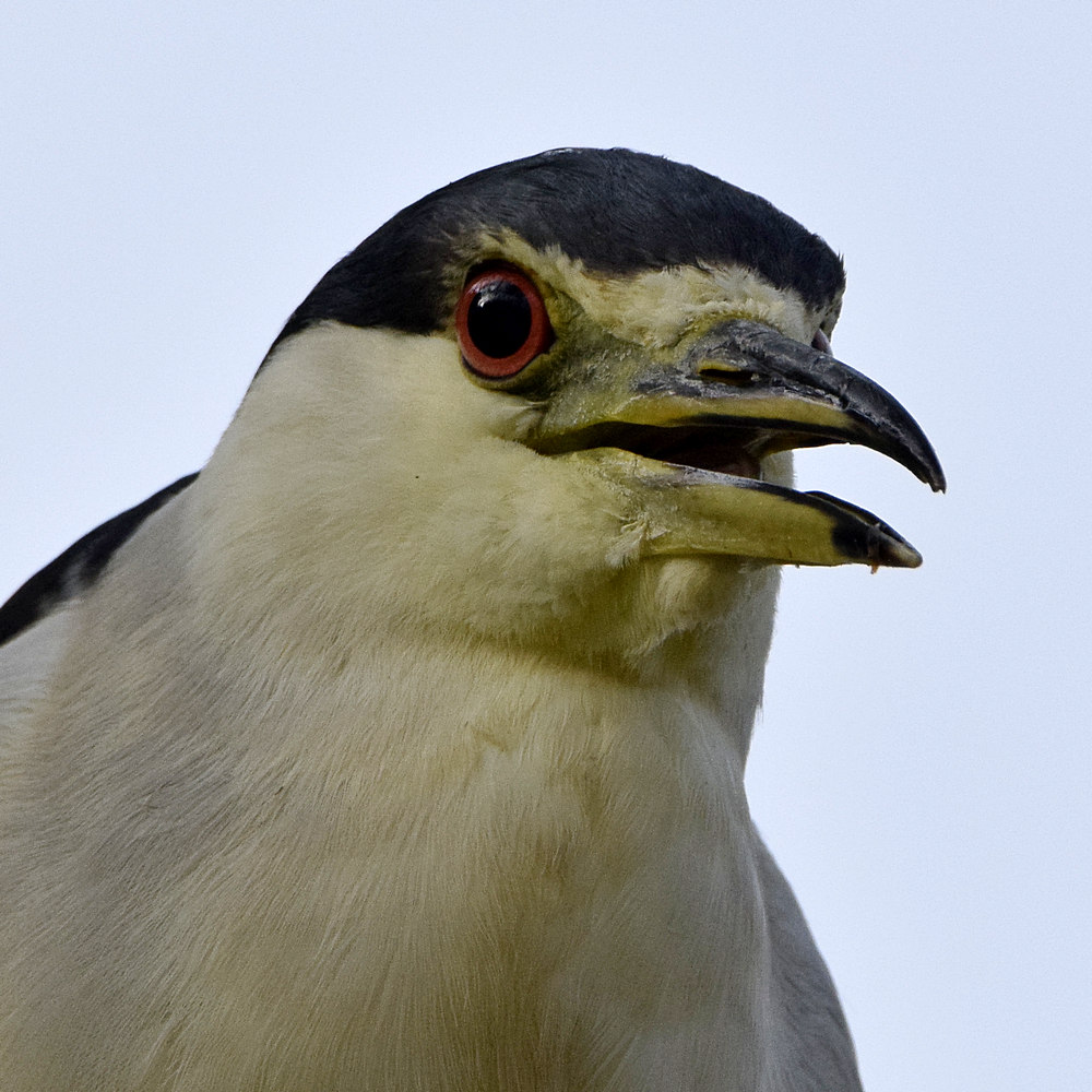 BlackHeron3.jpg