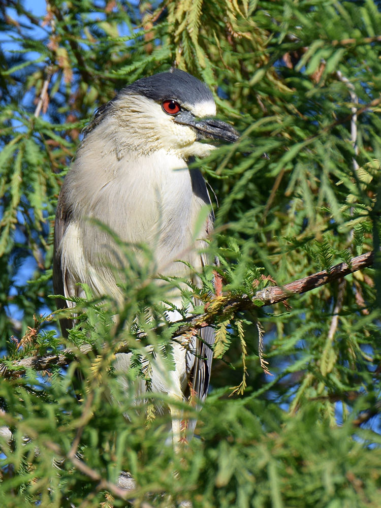 BlackHeron4.jpg