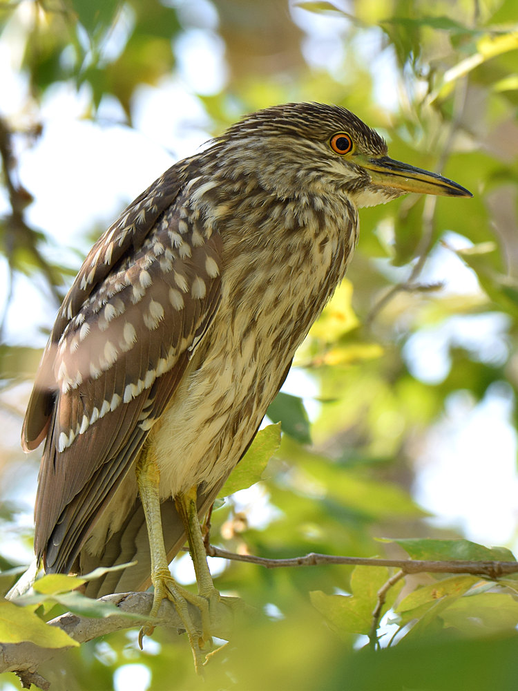 BlackHeron4.jpg