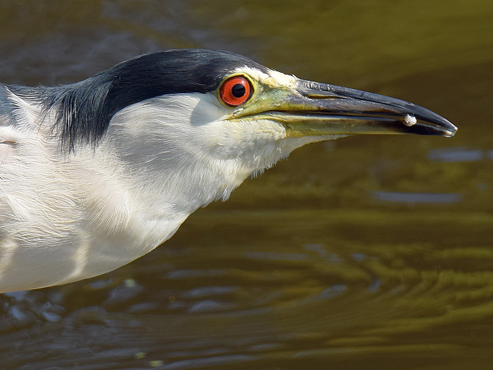 BlackHeron4.jpg