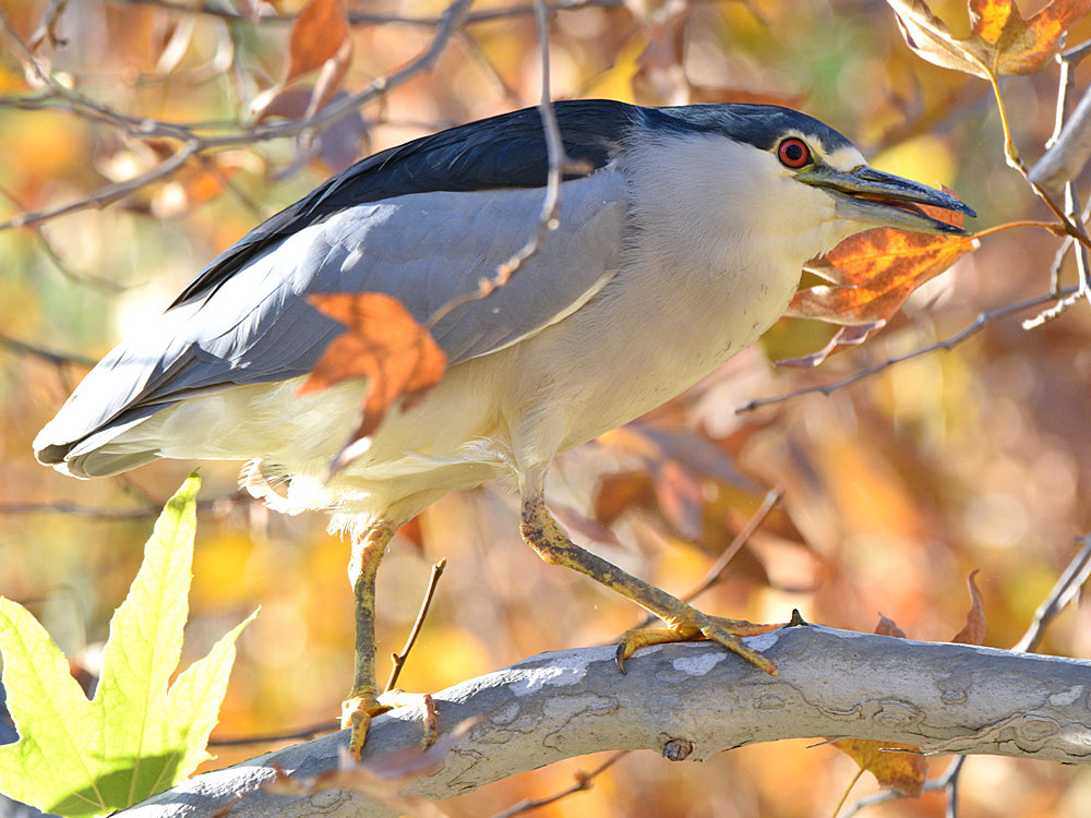 BlackHeron4.jpg