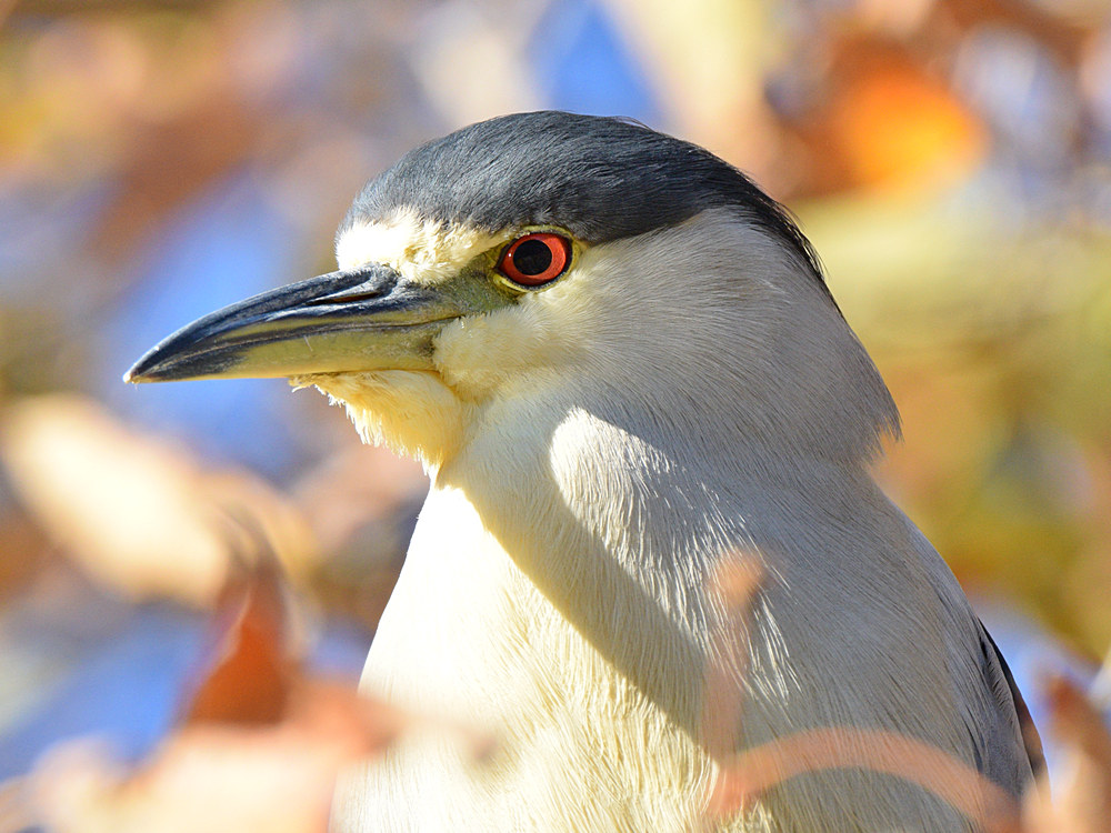 BlackHeron4.jpg