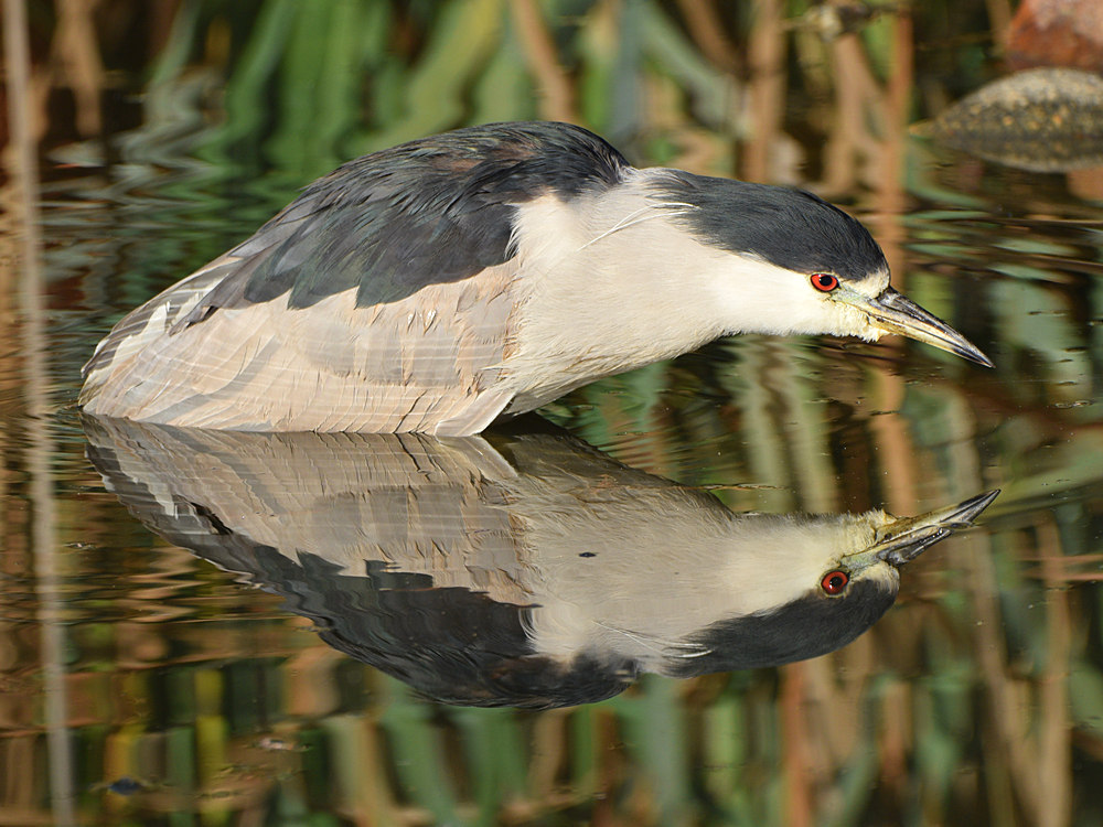 BlackHeron4.jpg