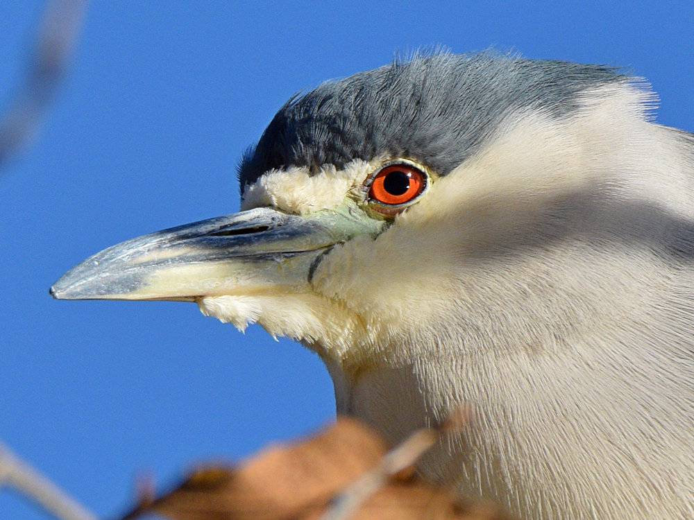BlackHeron4.jpg