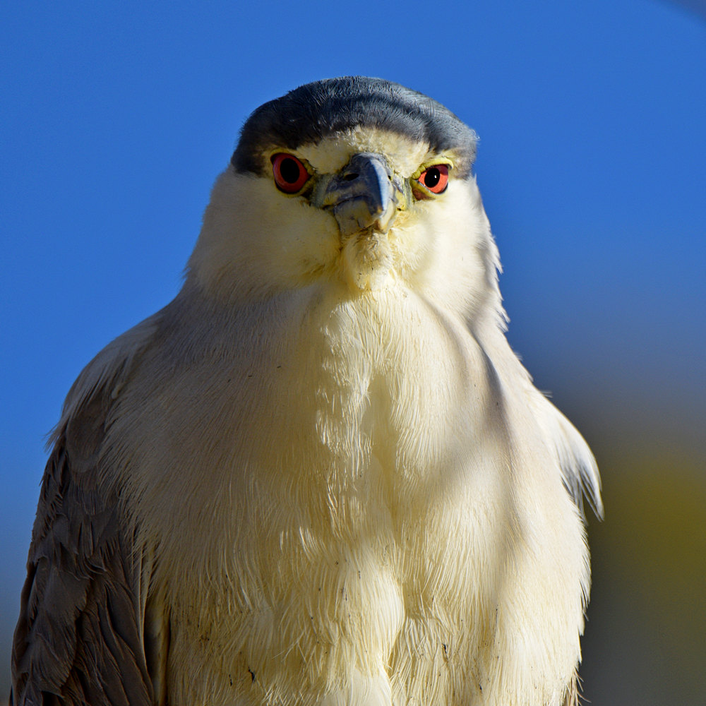 BlackHeron4.jpg