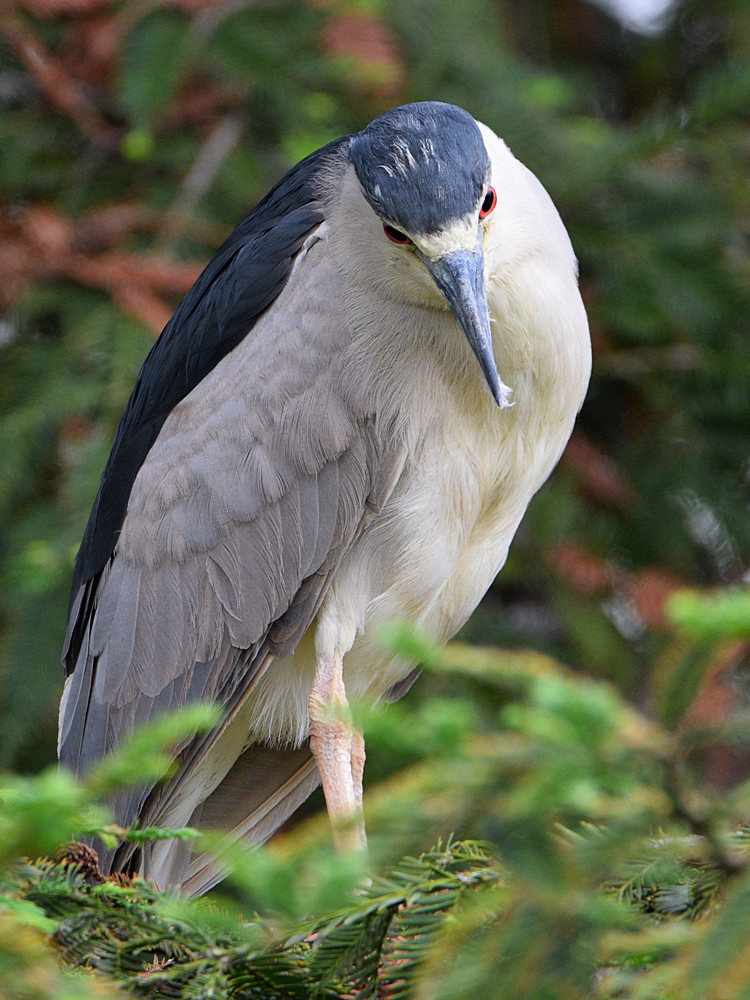 BlackHeron4.jpg