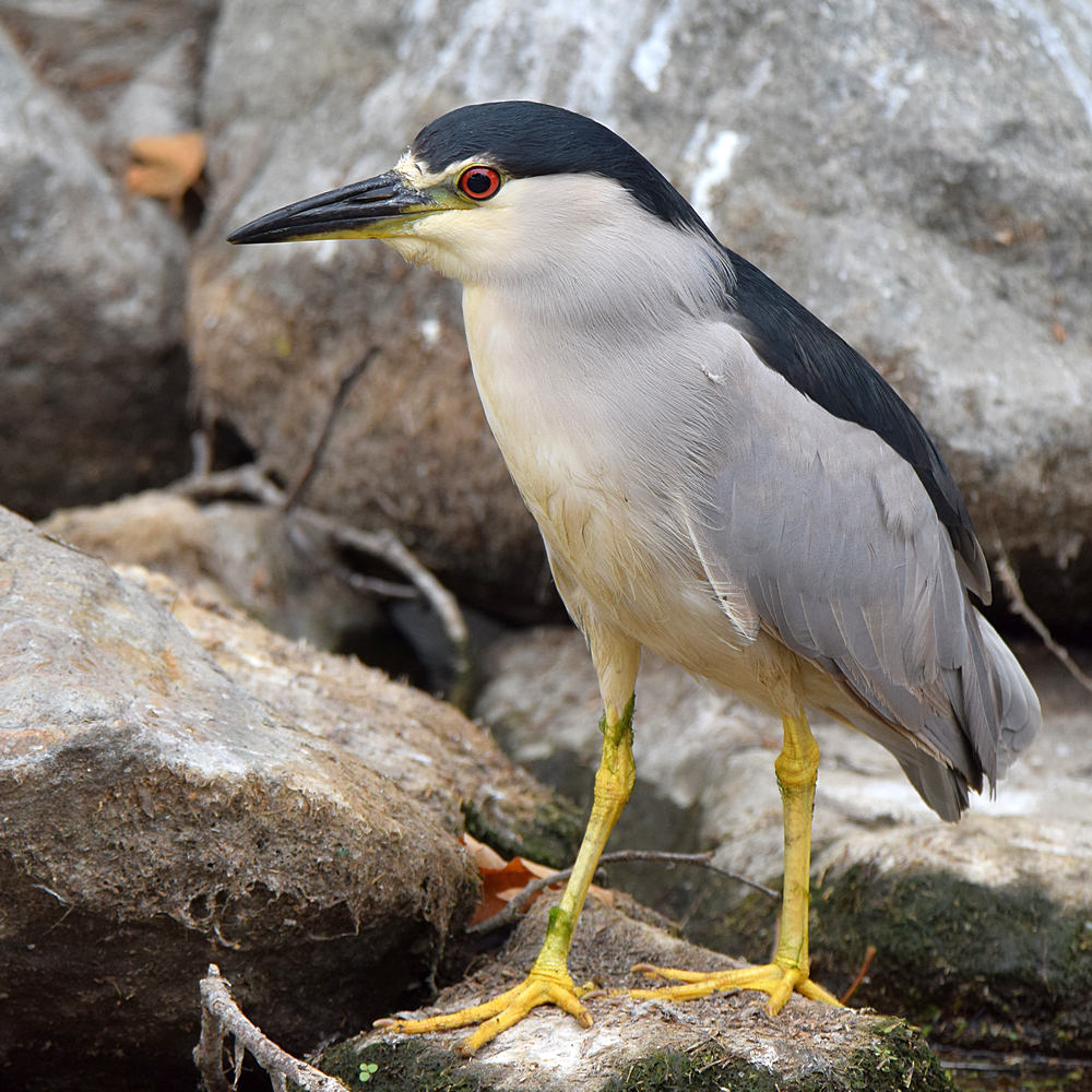 BlackHeron4.jpg