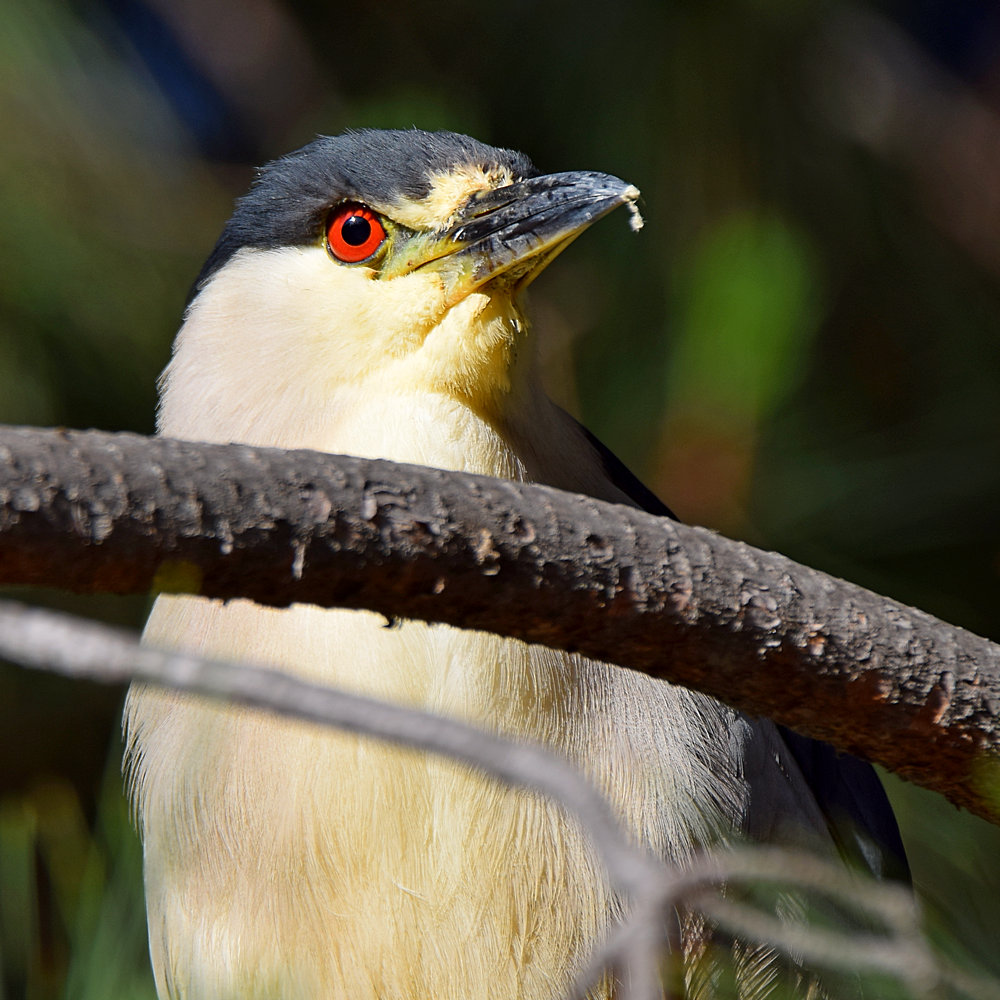 BlackHeron4.jpg