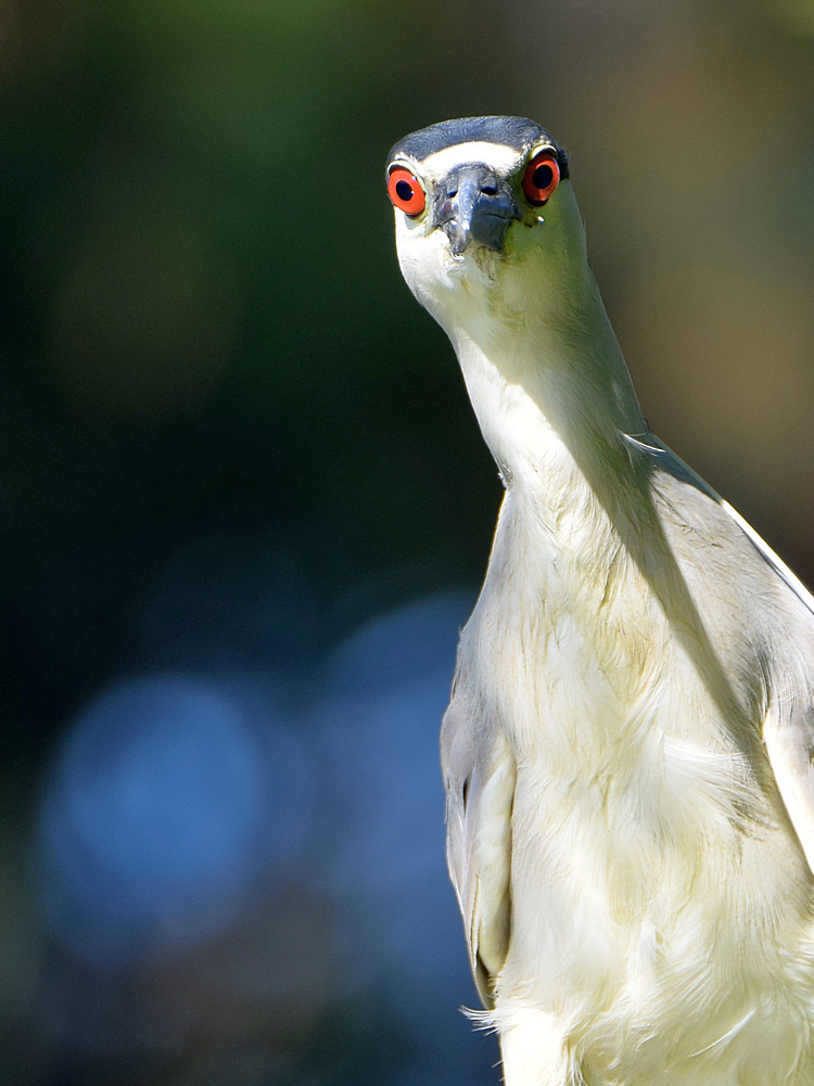 BlackHeron4.jpg