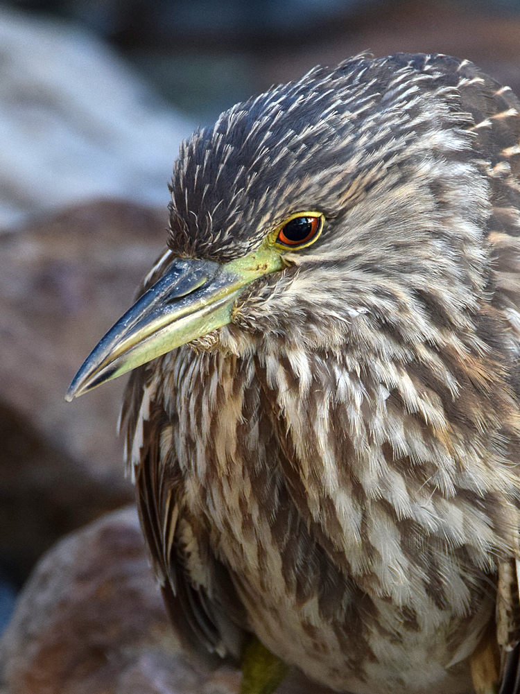 BlackHeron4.jpg