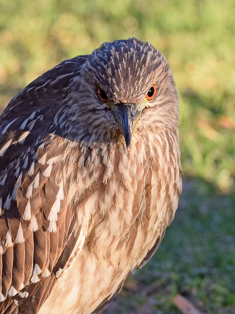 BlackHeron4.jpg