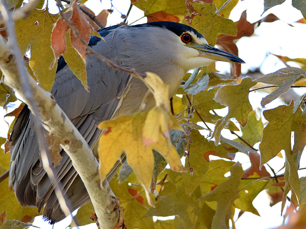 BlackHeron4.jpg