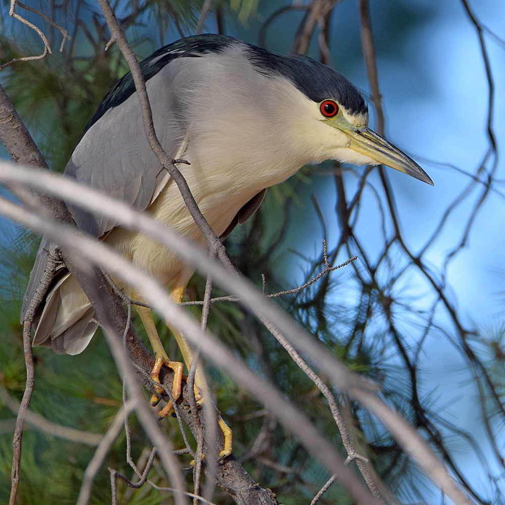 BlackHeron4.jpg