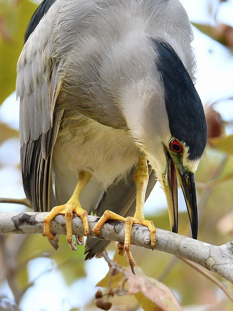 BlackHeron4.jpg